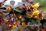 Berberis thunbergii CARMEN