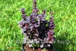 Berberis thunbergii CONCORDE