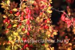 Berberis thunbergii ERECTA
