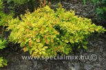 Berberis thunbergii GOLDEN CARPET ®
