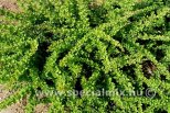 Berberis thunbergii GREEN CARPET