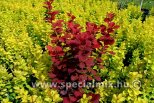 Berberis thunbergii ORANGE ROCKET ®