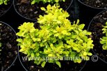 Berberis thunbergii TINY GOLD ®