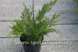 Juniperus x pfitzeriana MINT JULEP
