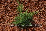 Juniperus x pfitzeriana PFITZERIANA