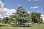 Cedrus atlantica GLAUCA