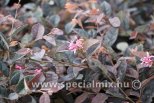 Loropetalum chinense FIRE DANCE