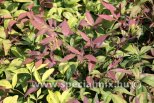 Nandina domestica FIREPOWER