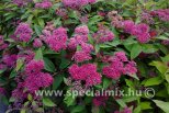 Spiraea japonica DOUBLE PLAY RED®