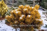 Pinus mugo CARSTEN