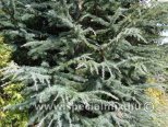 Cedrus deodara POLAR WINTER
