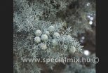 Cupressus arizonica GLAUCA