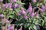 Buddleja davidii BUTTERFLY CANDY LITTLE LILA®