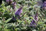 Buddleja davidii BUTTERFLY CANDY LILA SWEETHEART®