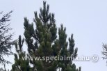 Pinus leucodermis MALINKI
