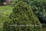 Pinus leucodermis SCHMIDTII