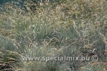 Festuca glauca ELIJAH BLUE