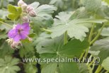 Geranium macrorrhizum BEVAN`S VARIETY