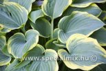 Hosta AMERICAN HALO