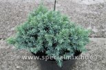 Juniperus squamata BLUE STAR