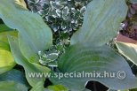 Hosta sieboldiana DIAMOND LAKE®