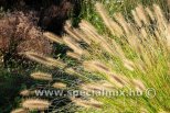 Pennisetum alopecuroides HAMELN