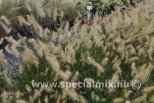 Pennisetum alopecuroides LITTLE BUNNY