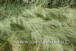 Stipa tenuissima PONY TAILS