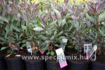 Cornus alba NIGHTFALL®