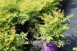 Sorbaria sorbifolia MATCHA BALL®