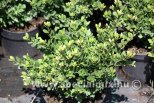 Ilex crenata DARK GREEN®