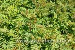 Sorbaria sorbifolia