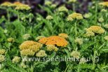 Achillea millefolium SKYSAIL YELLOW ®
