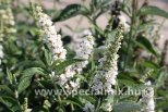 Buddleja MISS PEARL ®
