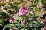 Buddleja davidii BUTTERFLY CANDY LITTLE PINK®