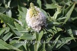 Buddleja davidii BUTTERFLY CANDY LITTLE WHITE®