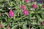 Buddleja davidii TINY BUDDY HOT PINK®