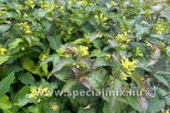 Diervilla rivularis TROJA BLACK