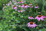Echinacea purpurea