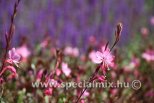 Gaura lindheimeri SISKIYOU PINK