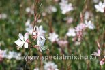 Gaura lindheimeri GRACEFUL BLUSH