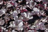 Heuchera BLACK PEARL ®