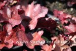 Heuchera WORLD CAFFE VIENNA ®