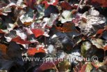 Heuchera micrantha PALACE PURPLE