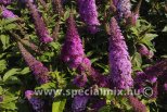 Buddleja davidii BUTTERFLY CANDY LITTLE CERISE®