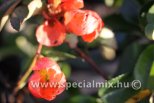 Chaenomeles superba SALMON HORIZON
