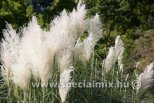 Cortaderia selloana WHITE FEATHER