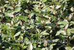 Elaeagnus x ebbingei COMPACTA