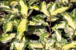 Elaeagnus x ebbingei MARYLINE