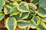 Hosta AUTUMN FROST ®